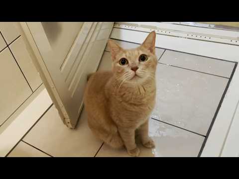 深夜2時、冷やかしでお風呂を覗きにやって来る猫(YouTube)