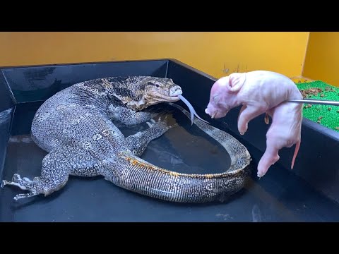 冷凍のブタが届いたので…オオトカゲに腹いっぱい食べさせてみた(YouTube)