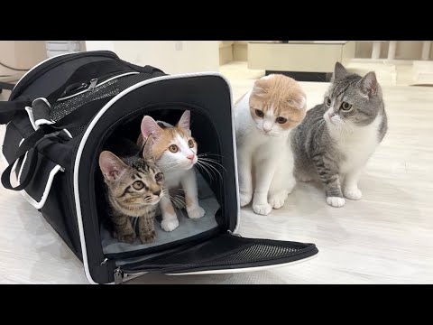 里親に出したはずの子猫たちが我が家に戻ってきたらみんな大喜びでこうなっちゃいました…(YouTube)