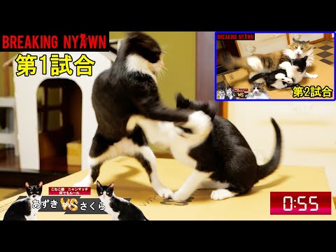Breaking Nyawn試合結果速報！【猫格闘技ブレイキングニャウン🐈】(YouTube)
