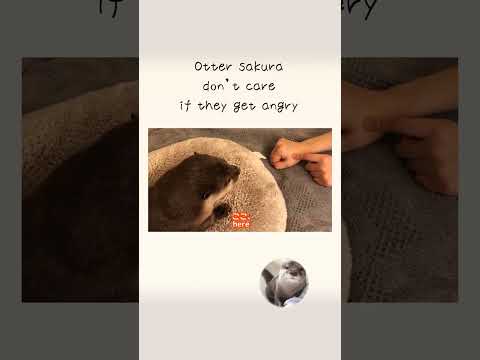 カワウソさくら 怒られた時のごまかし方が下手すぎる Otter sakura don’t care if they get angry(YouTube)