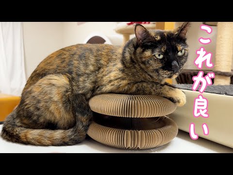 おもちゃを新しい使い方をするサビ猫モモちゃんｗ(YouTube)
