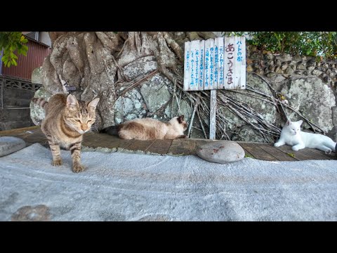 港にある大きな木の下のベンチは猫たちの憩いの場(YouTube)