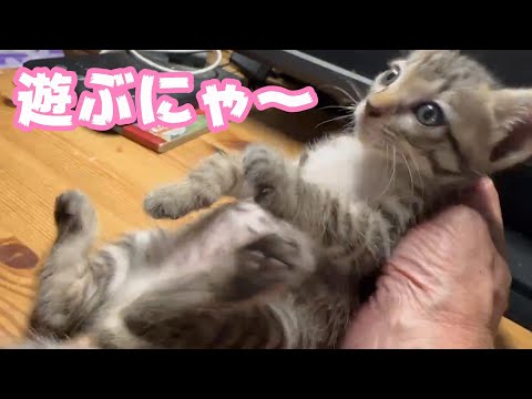 遊びたいニャ～ Hikari Day33  TetoNoji168 Hana121 ThirdNimoMoca86 Neo57  2024 09 10 2(YouTube)