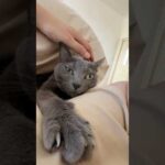 体調不良のママと一緒に寝てくれる優しい猫ハムちゃん #shorts(YouTube)