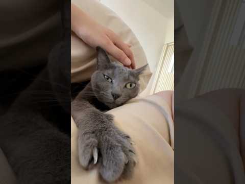 体調不良のママと一緒に寝てくれる優しい猫ハムちゃん #shorts(YouTube)