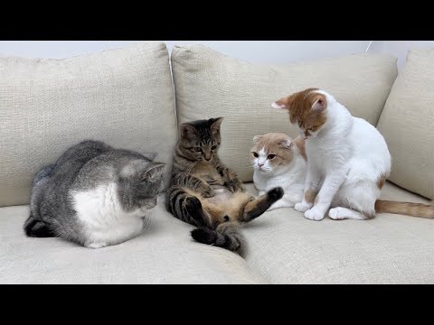 手術でお腹の毛を剃られてしょんぼりしてる妹が心配で猫たちがこうなっちゃいました…(YouTube)