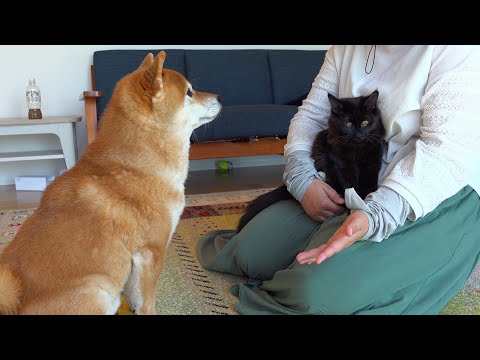 ママ大好きすぎる柴犬と子猫、ママをめぐってこうなりました。。(YouTube)