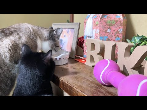 虹の橋を渡った柴犬ママにニャンズ全員がご挨拶をしました(YouTube)