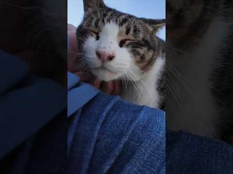 猫島の港で座ると猫がトコトコ歩いてきて隣に座ってきた(YouTube)