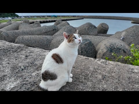 テトラポットの上にいた猫ちゃん、こっちに来たと思ったら猛烈に甘えてきた(YouTube)