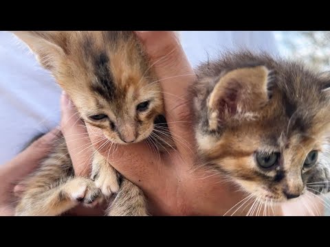 柴犬の背中にダイブする子猫と甘えたさんに変身した子猫が1歳のお誕生日です(YouTube)