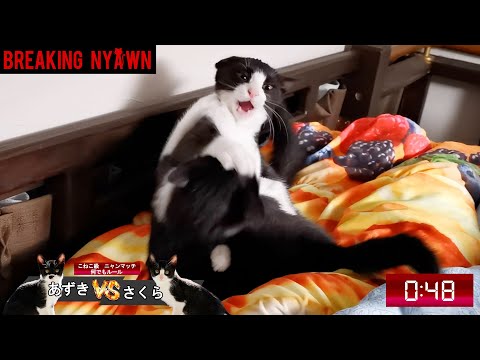 寝ようと思ったらブレイキングニャウンが始まる子猫暴れ絶頂期の夜が厳し過ぎる🐈【仲良し子猫姉妹の成長記録】(YouTube)