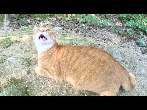 帰ろうとすると、茶トラ猫が「もっとゆっくりしてけよ！」と追いかけてきた(YouTube)
