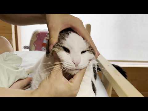 ベッドで息子に揉みクチャ、ワシャワシャにされたい猫(YouTube)