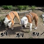 実家を離れると分かった瞬間、同時芋ほりで聞いてないフリを始めるブルドッグのぶるまるこ(YouTube)