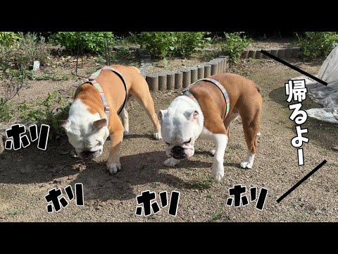 実家を離れると分かった瞬間、同時芋ほりで聞いてないフリを始めるブルドッグのぶるまるこ(YouTube)