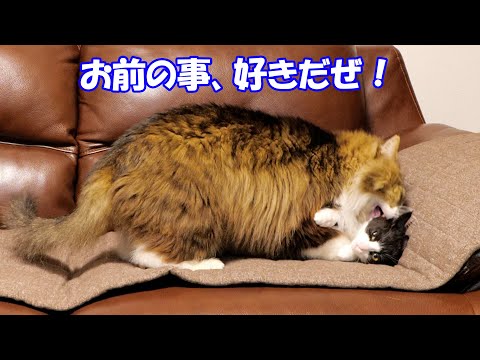 さくらの事が可愛すぎて徐々に可愛がり方が激しくなっていくボス猫父さん🐈(YouTube)