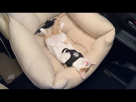 手術で全身麻酔した子猫を迎えに行ったら疲れて果ててこうなっちゃってました…(YouTube)