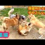 【殺処分寸前】保健所から来たややこしい人達 総集編(YouTube)