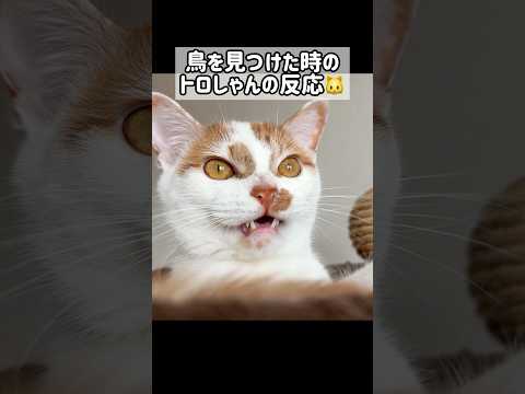 鳥を見つけた時の猫の反応が可愛い！ #shorts(YouTube)