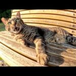キジ猫とサビ猫が仲良くベンチに寝転んでお腹を見せて甘えてきた(YouTube)