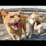 猫島の漁港近くの石のベンチに座ると猫が駆け寄ってきた(YouTube)