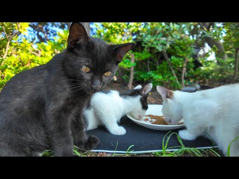 海辺の子猫兄弟、カリカリ食べてました(YouTube)
