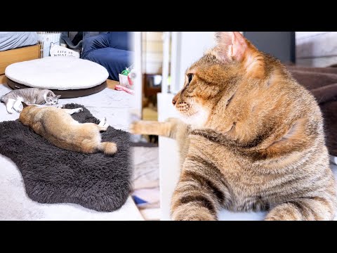 家族のことが大好きな麦わら猫はこうして皆を見ています(YouTube)