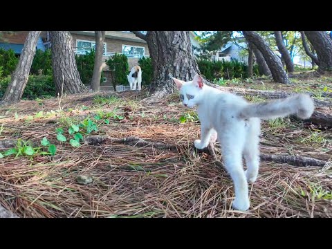 海辺の公園の三毛猫ママ親子、松林の中をウロウロ探検する(YouTube)
