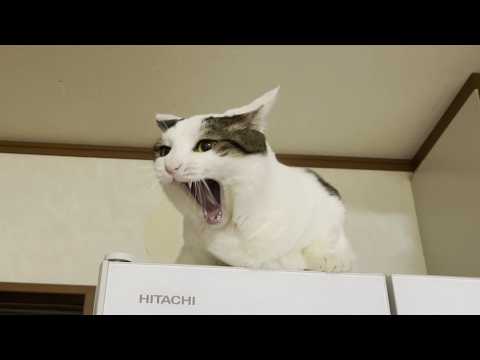 「下り方、忘れたんですけど」と鳴いて訴える猫(YouTube)