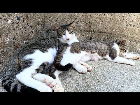 仲良しのキジシロ猫トリオが海沿いの階段でリラックスする(YouTube)