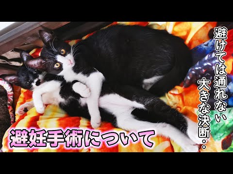 子猫達の避妊手術、やっぱり妻はつらいらしい‥。僕の考えは‥【仲良し子猫姉妹の成長記録】(YouTube)