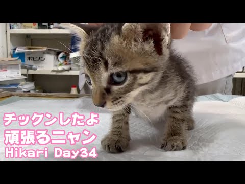 チックンしたよ 頑張ってるニャン Hikari Day34  TetoNoji164 Hana117 ThirdNimoMoca82 Neo52 2024 09 06 1(YouTube)