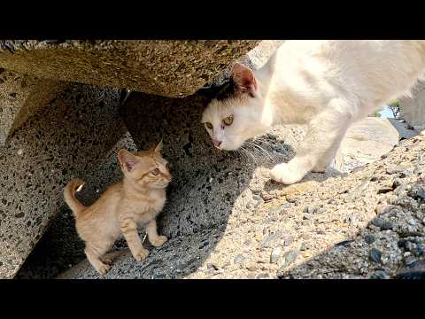 おかっぱ頭の三毛猫をモフっていたら怒りんぼの子猫達が近づいてきた(YouTube)