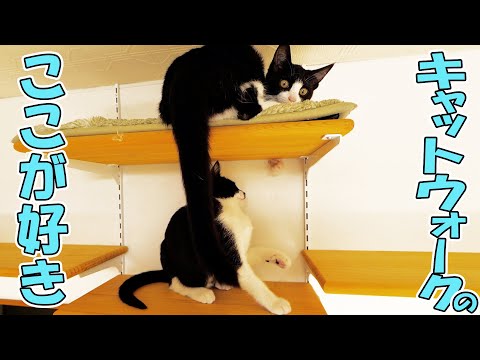 初めは躊躇していたキャットウォークも今ではこんなに🐈💨新しい遊び方まで開発してとっても楽しそう😊【仲良し子猫姉妹の成長記録】(YouTube)