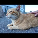 港にいた猫を撫でると切符売り場まで付いてきた(YouTube)