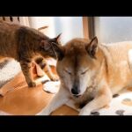 柴犬に逃げられた事がショックで姉妹猫をリスペクトする子供猫が可愛すぎます(YouTube)
