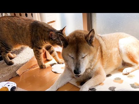 柴犬に逃げられた事がショックで姉妹猫をリスペクトする子供猫が可愛すぎます(YouTube)