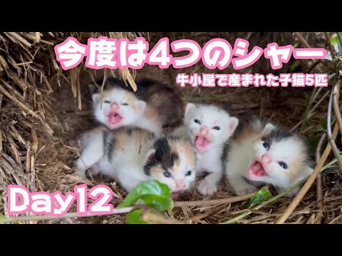 4つのシャー食らっちゃいました 牛小屋で産まれた子猫5匹 Day12  2024 09 22 2(YouTube)