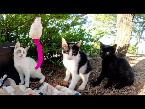 猫じゃらしを使って、子猫の兄弟を一本釣り！(YouTube)