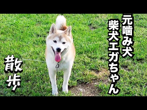 家族を襲った柴犬エガちゃんと散歩(YouTube)