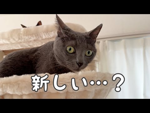 新しいキャットタワーは猫たちに大人気です！(YouTube)