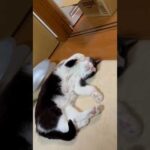 まさか起きてる？(YouTube)