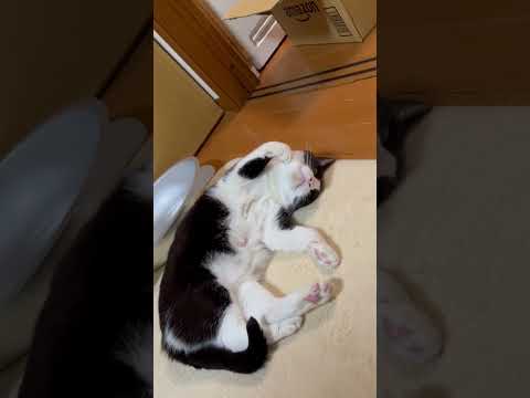 まさか起きてる？(YouTube)