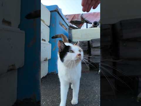 物置の上から漁港を見張っている三毛猫ちゃん、人が来るとモフられに降りてくる(YouTube)