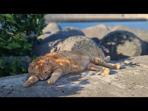 感動猫動画 のライブ配信(YouTube)