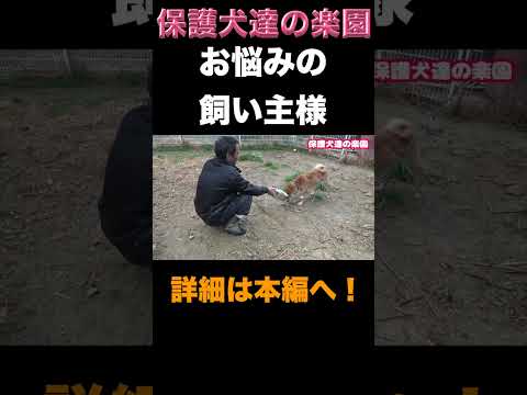 【危険】柴犬フードアグレッシブ改善する方法  #柴犬 #犬の問題行動 #噛み犬(YouTube)