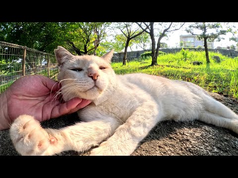 塀の上でくつろぐシャム猫ちゃんをモフったら裏返しになった(YouTube)