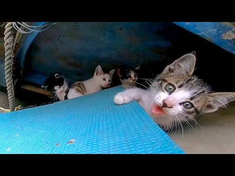 漁港の子猫達がかわい過ぎる(YouTube)